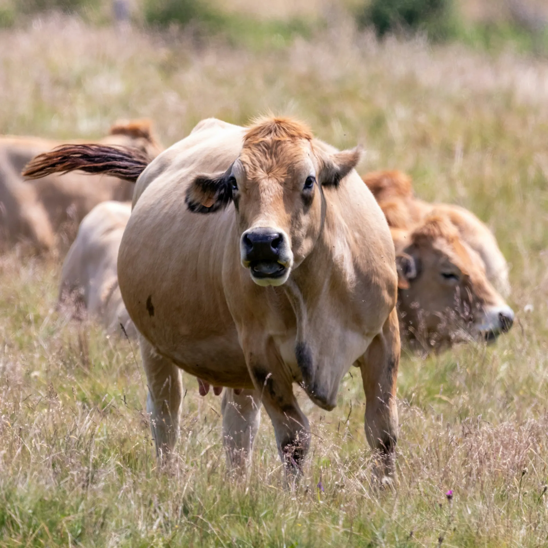A brown cow running with others cows are on the background